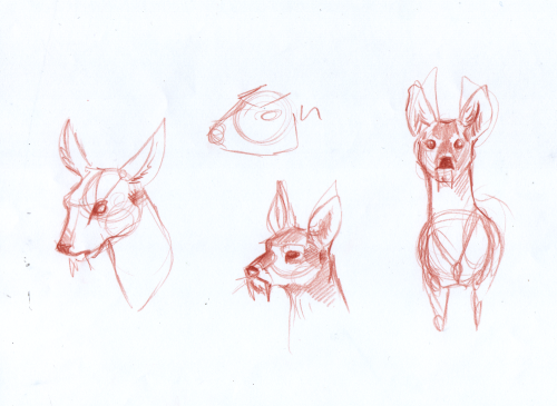 Some of the water deer studies I did today, porn pictures