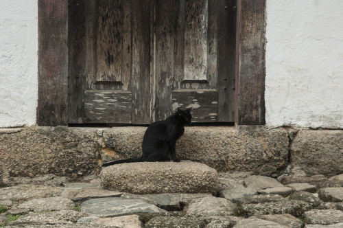 500px / Photo “Black cat” by Julio Silveira