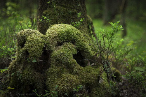 spiritofthewoodlands:The calling by dominique-merot