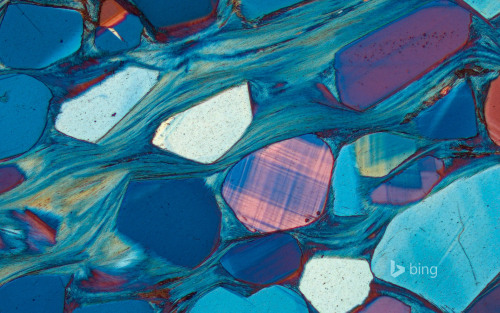 Our good friend Bernardo Cesare made the homepage at Bing.com on Friday with a microscopic image of 