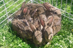 sixpenceee:  One Bunny Square Foot. (Source)