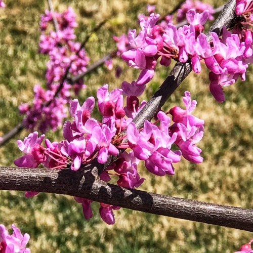 Redbud (Cercis canadensis), Fairfax, 2028.Redbud, currently blooming around where I live, is probabl