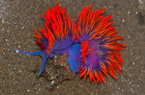 sixpenceee: A compilation of the coolest sea slugs! From top to bottom we have. Phyllodesmium Poind