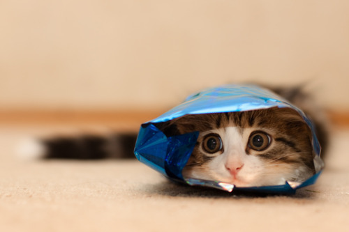 awwww-cute:  Shhh, I’m hiding