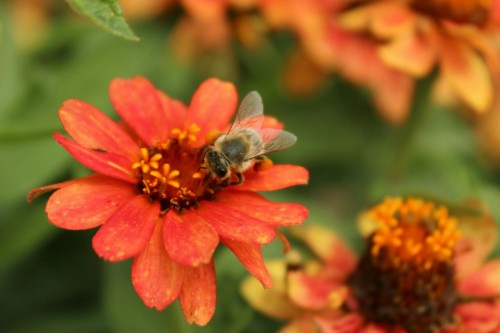 Nectar De L'abeille