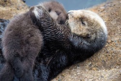 cute-overload:  Baby and Mama are otterly