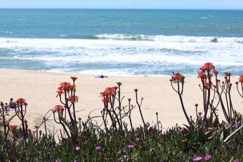 Coastal Wildflower Festival at Half Moon Bay - ah, I want the beach life.