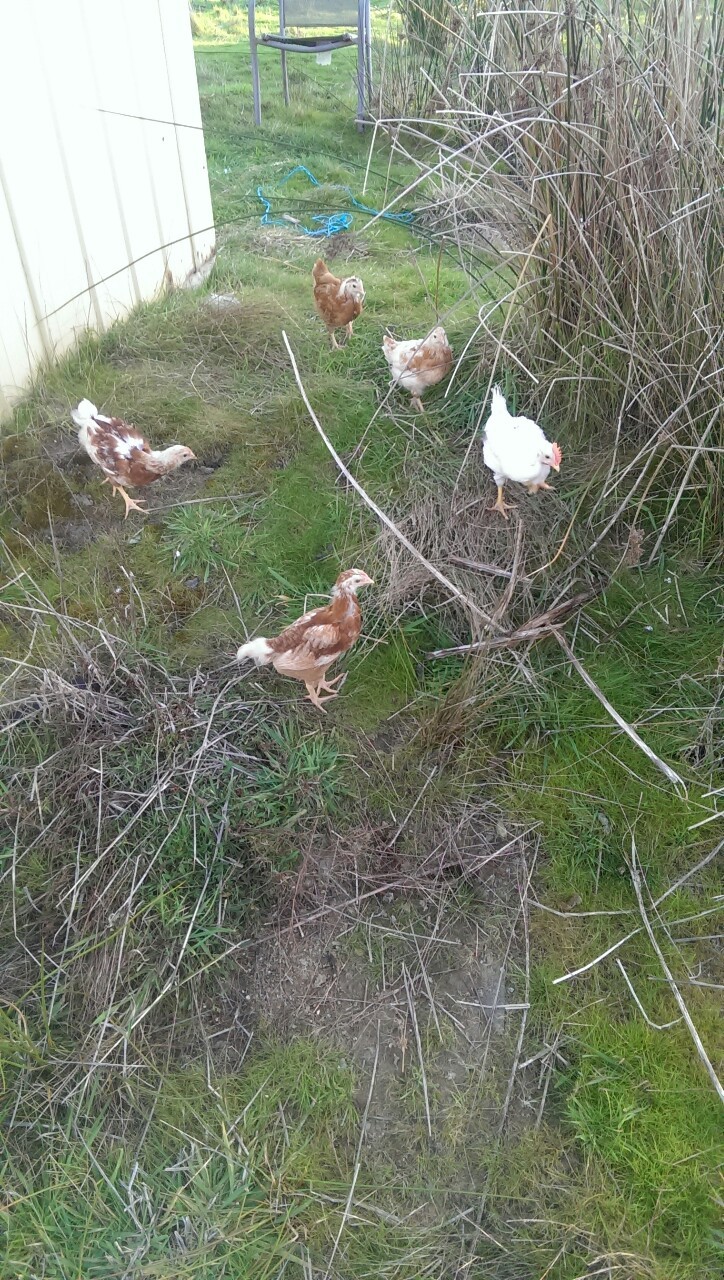 leanai-dearmad:  Chickens for Zooz 