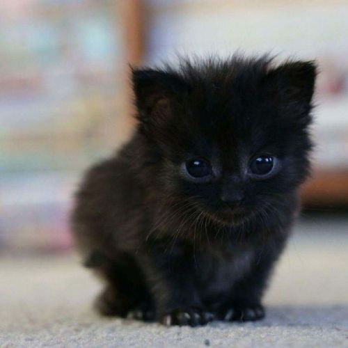 nuggsmum:welsh-taffy:awesome-picz:Wholesome Pics Of Black Cats To Show They Have Nothing To Do With 
