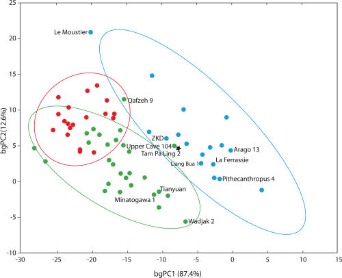 theolduvaigorge:Early Modern Humans and Morphological Variation in Southeast Asia: Fossil Evidence f