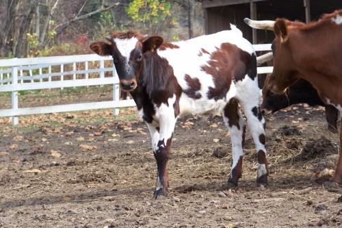 Tri and his brother Chap, top.Flint (left) and his brother Tri (right)