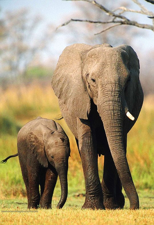 memoriesofelephants:  Happy World Elephant Day! (August 12, 2015)  ↬  Because without