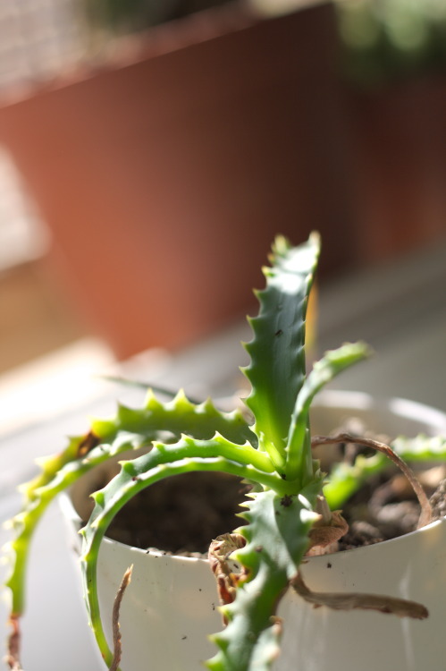 There’s a huge Aloe bush in a park near me that always drops pups. I couldn’t just let them rot when