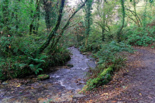 St Nectan’s Glen by Austin lovelock