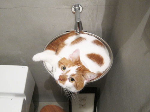 simplydalektable: surimistick: at first i tought it was cappuccino a catpuccino