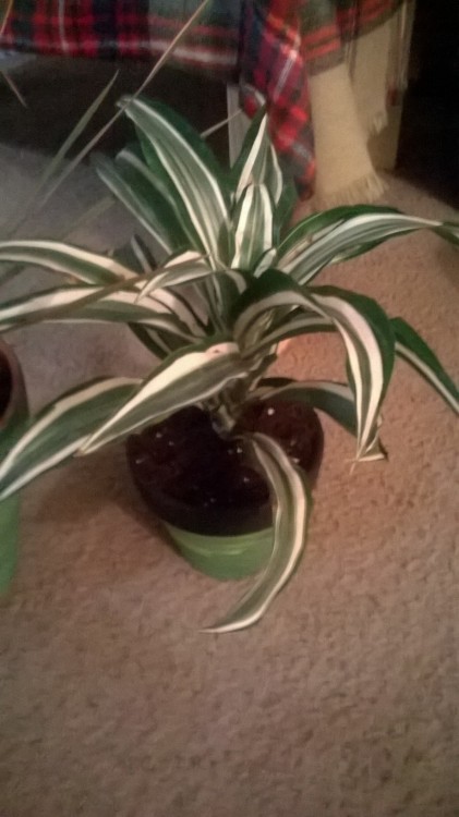 Anyone know what plants these are? The second plant is pink and green, I know it’s hard to tell in the picture. I’d love to put these outside when it’s warmer but not if they’re indoor plants.