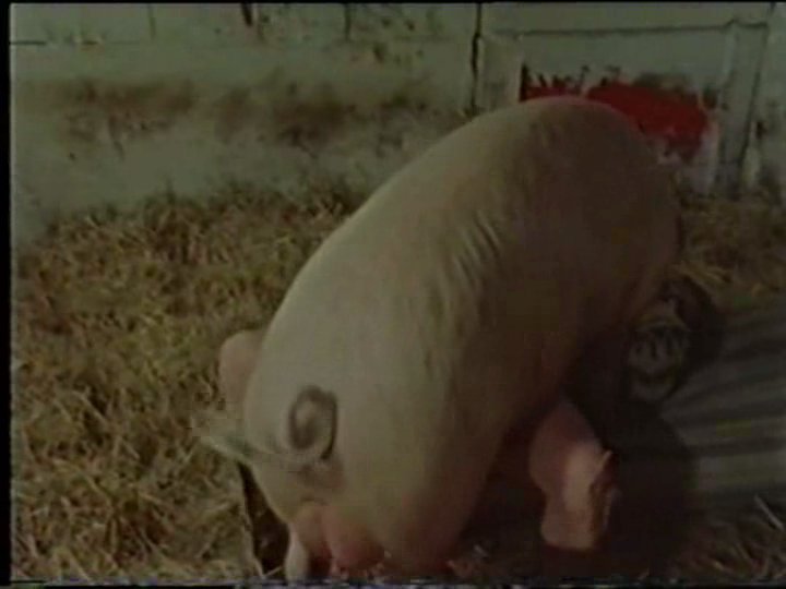 asheepy:  hmmm piggy on pig