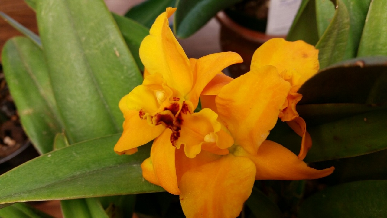 Cattleya Love-Love ‘Rich’