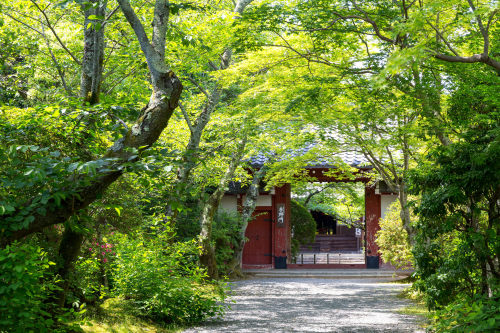 吉野門 - 常照寺 ／ Jyosyo-ji Temple by Yuya HorikawaVia Flickr:I want to introduce to the world, Kyoto view