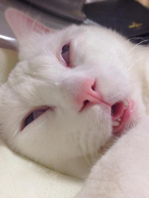 ninjakato: tastefullyoffensive: “Most Awful Sleeping Face in Japan” (photos by @mino_ris