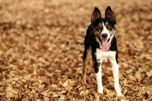 everythingbordercollie:Autumn Collie 2 by Dani Colston