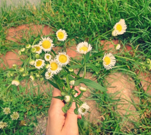 Picked some wild flowers on my walk with my mom this lovely morning :)