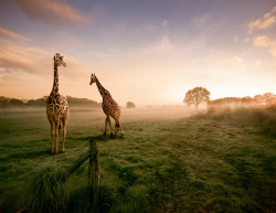 giraffeinatree:  Giraffes by Manuel Gutjahr