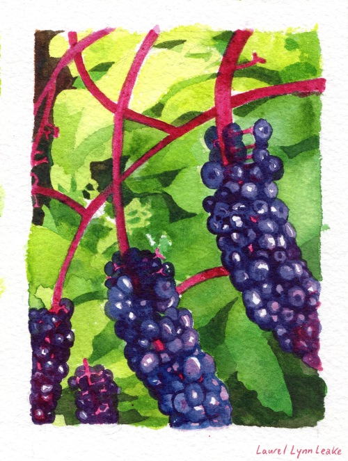 return of the pokeberry paintingshey, look what I found forgotten in my watercolor paper supplies! p