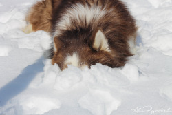 alipynckel:  Snow shark!