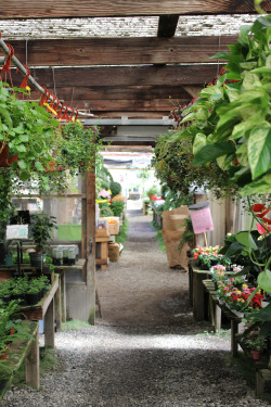 katyaaustin:I get my succulents from the Half Moon Bay Nursery for just ũ.75 each! And the resident cats are very friendly.