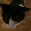 enthusiasticrat