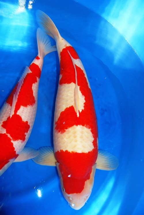 This is a big girl! Standard kohaku- a classic!