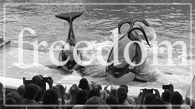 ketotheorca:  “Let them retire!”[x] [y] [z] 