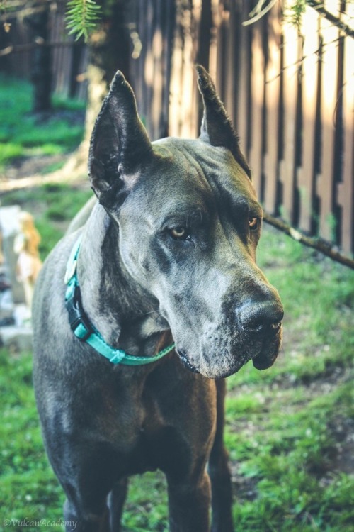 great dane