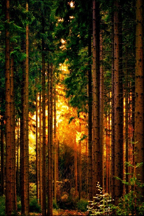 ponderation:  Wood by Michael Ramm  