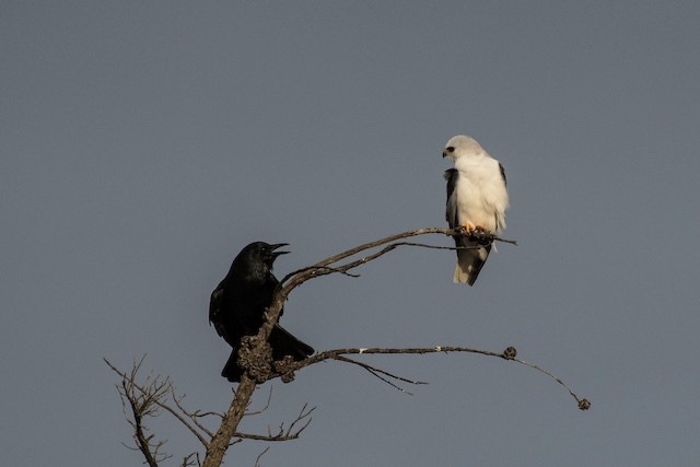 coyotes-grin:  todaysbird:  i really like when crows just insert themselves into