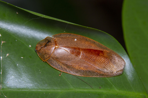 onenicebugperday:Cockroaches and nymphs in the genus Pseudophoraspis Found in Southeast AsiaPho