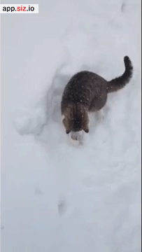sizvideos:  Video - Source: Siz iOS app