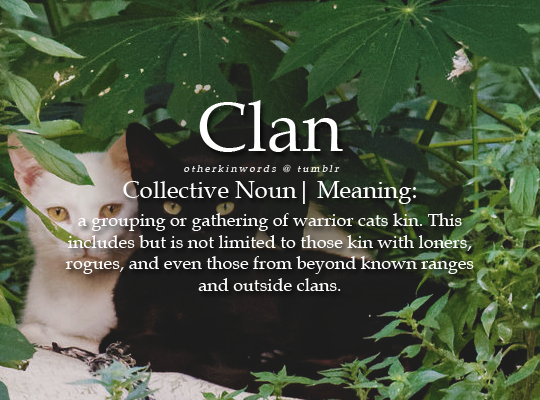 warrior cats kin discord — otherkinwords: Clan Collective Noun