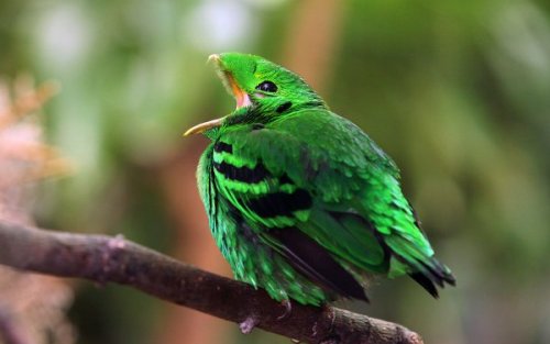 ambipom:end0skeletal:The green broadbill is a small bird in the broadbill family endemic toforests o