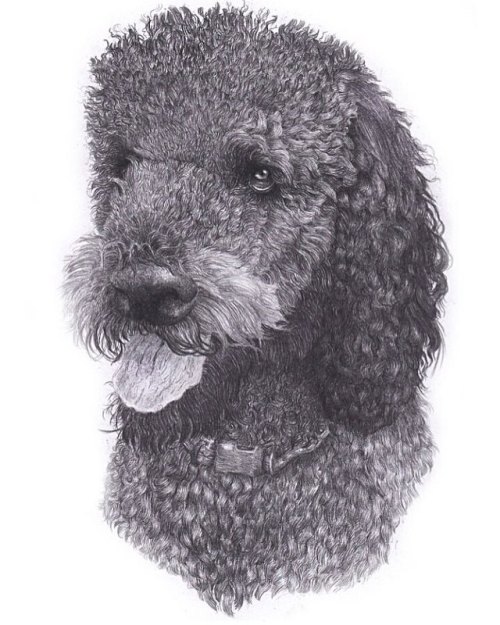  . . . . . . . . . . #petportrait #dog #labradoodle #commission #petart #pet #illustration #art #ani