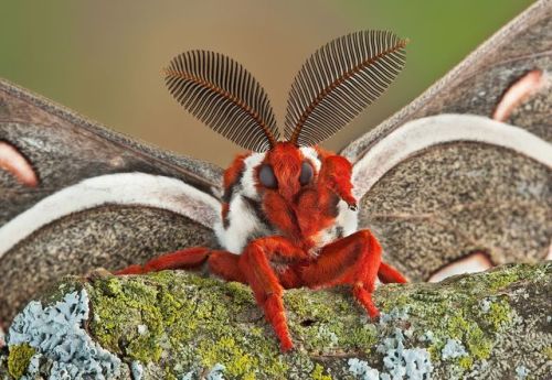 loreweaver:end0skeletal:Cecropia moth (Hyalophora cecropia)With a wingspan up to 7 inches (18 cm), t