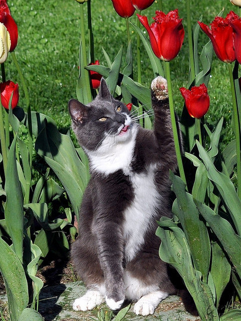 catycat21:Gabby with the Tulips by KoolPix on Flickr.