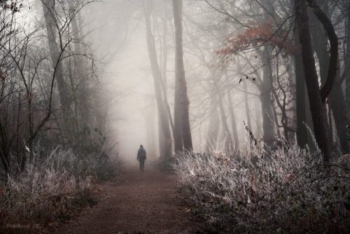 renamonkalou:Forest Moods Inge Bovens Photography