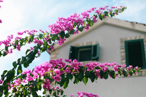 Bright magenta flowers & open summer windows. 