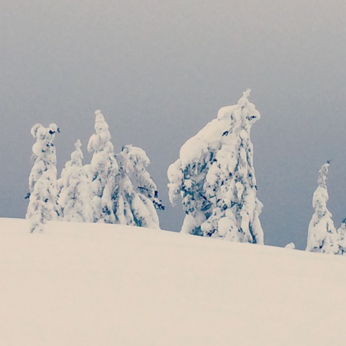 Trolls