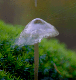 ladyrue:Mushrooms 🍄 ft. Rain droplets. 