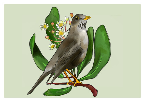 A Postcard project of Birds and Plants of Chile (my country) Zorzal (Turdus Falckandii Magallanicus)