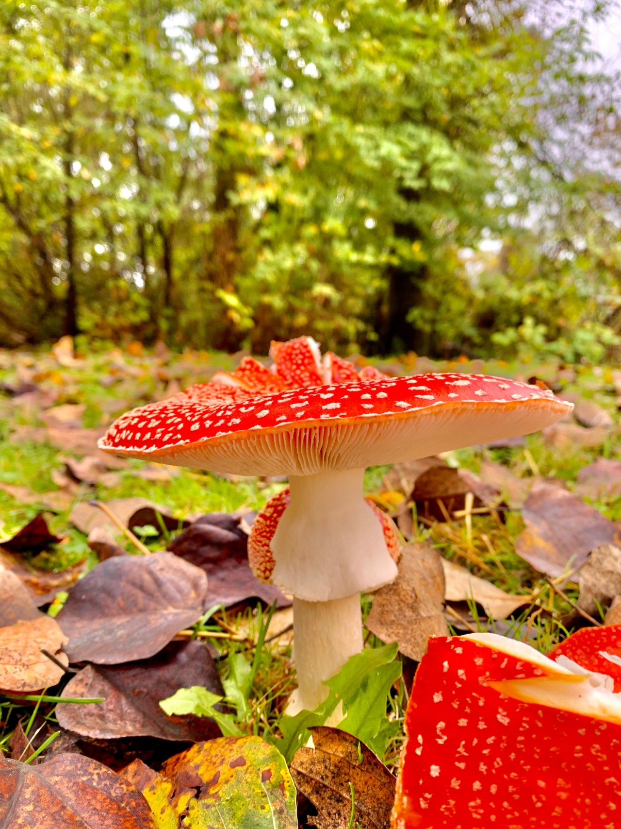 #mushroom-aesthetic | Tumblr