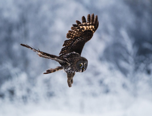 Great Grey Owl by Niilo Isotalo instagram.com/niiloi